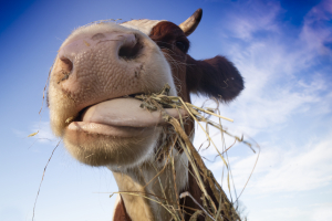 in difesa degli animali